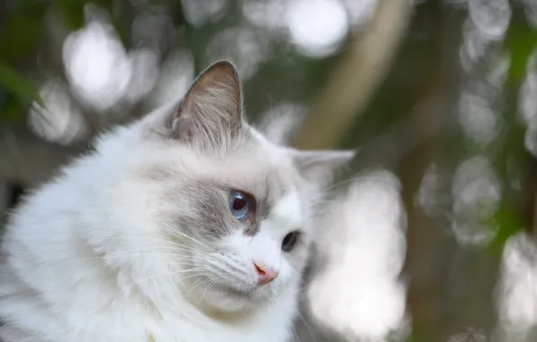 Cat, background, bokeh, Fleur Walton