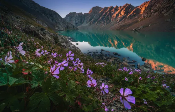 Picture the sky, flowers, mountains, lake, reflection, rocks