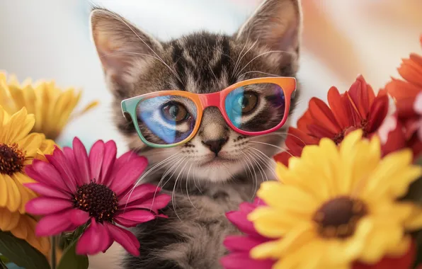 Cat, look, flowers, pose, kitty, grey, portrait, bouquet