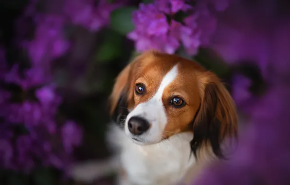 Picture look, face, flowers, dog, bokeh, Kooikerhondje