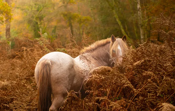 Autumn, forest, branches, nature, horse, thickets, horse, pony