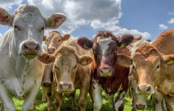 Cows, cattle, the herd