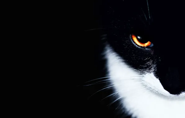 Picture cat, cat, eyes, background, black, minimalism