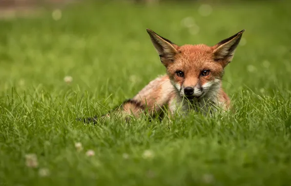 Picture grass, look, face, portrait, Fox