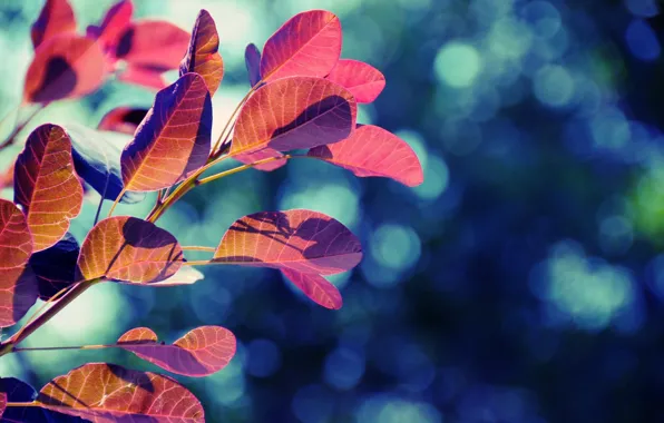 Picture leaves, glare, tree