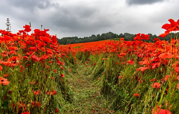 Greens, field, forest, summer, the sky, clouds, flowers, clouds