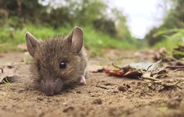 Picture nature, background, mouse