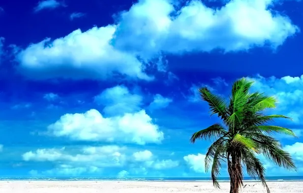 Sand, the sky, palm trees