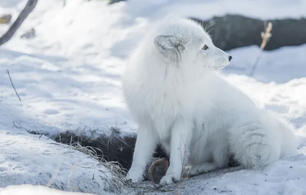 Winter, white, snow, Fox, profile, white, face, sitting