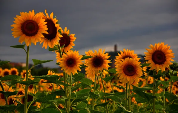 Field, summer, the sky, flowers, nature, Sunflowers, grey
