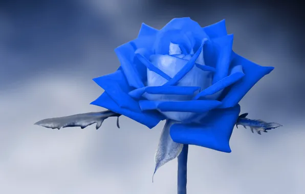 Background, rose, blue
