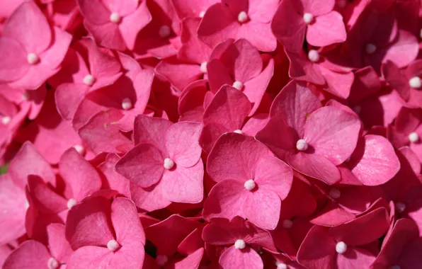Nature, Flower, Pink, hydrangea, Flora, To Bloom In The Summer