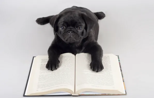 Background, dog, book