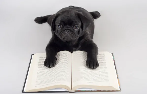 Picture background, dog, book