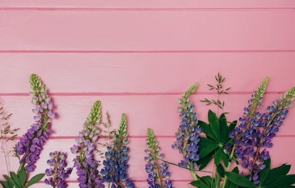 Picture flowers, background, pink, wood, pink, flowers, purple, lupins