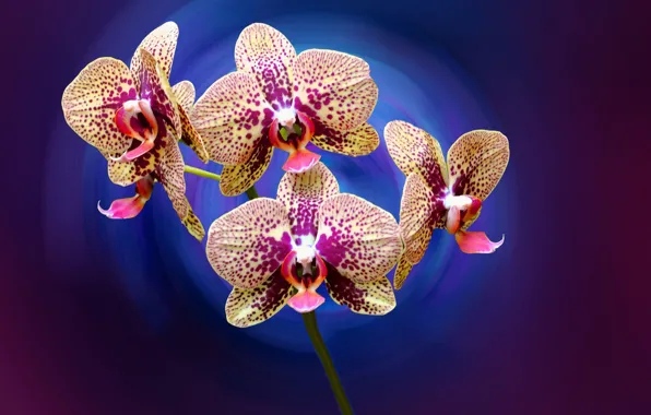 Picture flowers, petals, Orchid