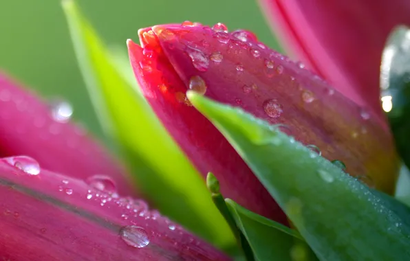 Wallpaper flowers, macro, bouquet, buds, tulips, leaves, pink, spring