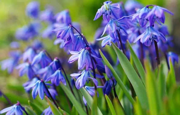 Picture macro, flowers, nature, beauty, plants, spring, primroses, blue color