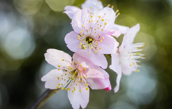 Picture flowers, glare, branch, Sakura, pink, bokeh