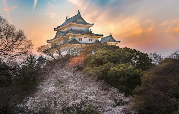 Picture castle, spring, Japan, garden, Sakura