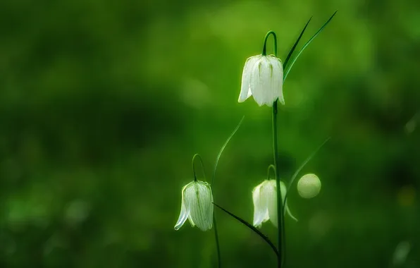Flowers, spring, green background