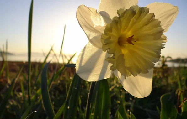 Yellow, Flower, flower