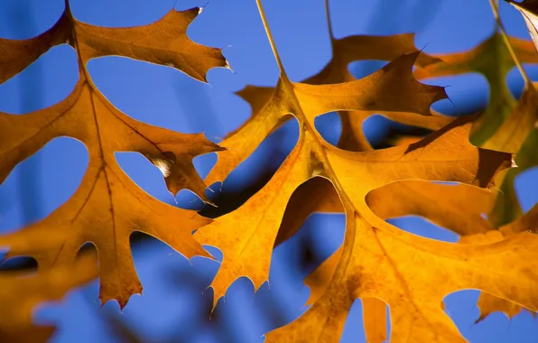 Autumn, the sky, leaves