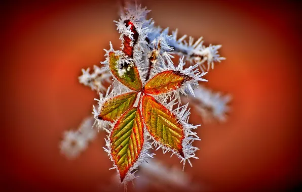 Frost, autumn, leaves