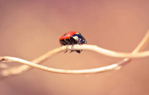 Picture macro, nature, ladybug, beetle, minimalism, branch, stem