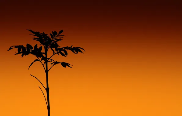 Picture the sky, grass, leaves, plant, stem, silhouette, glow