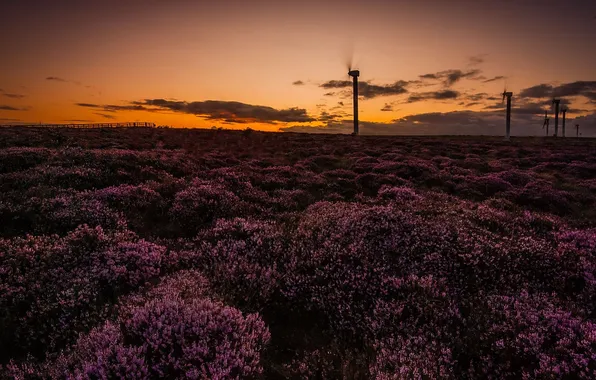 Picture field, night, windmills