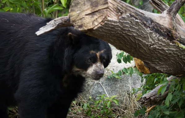Picture look, bear, log, the spectacled bear.face