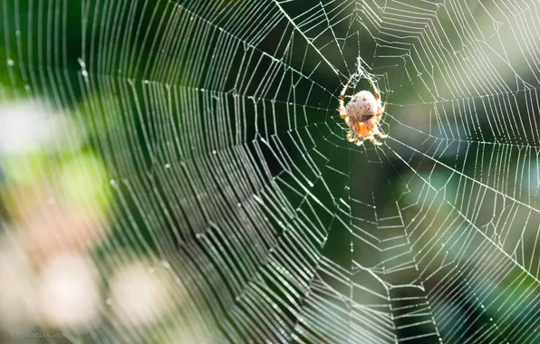 Picture nature, web, spider, garden monster