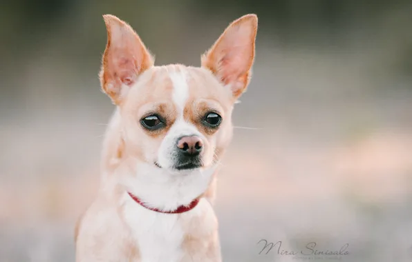 Picture look, background, dog, ears, face, Chihuahua