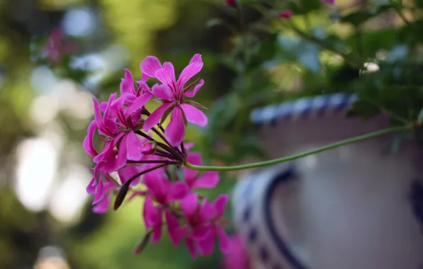 Picture flowers, vase, bokeh