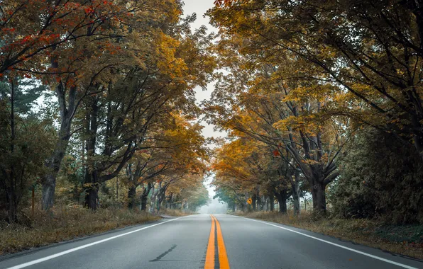 Picture road, autumn, trees