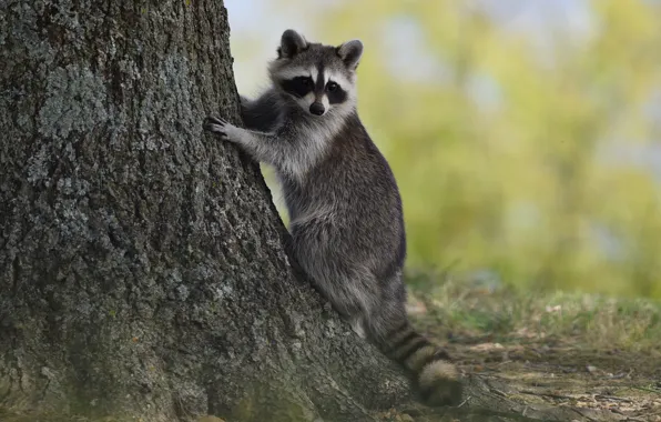 Pose, background, tree, raccoon, bark