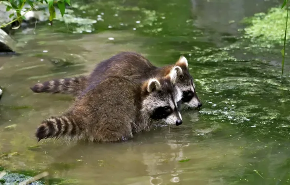 Bathing, pair, pond, raccoons, cubs