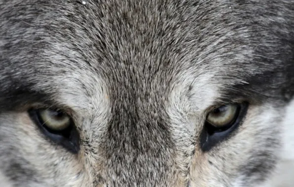 Picture eyes, the wolf, eyes of the wolf