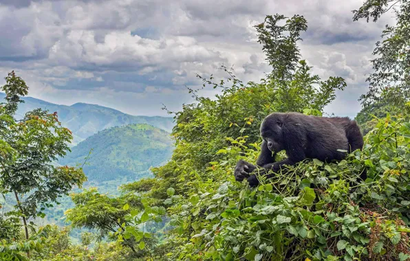 Picture Africa, Uganda, Bwindi national Park Impenetrable, mountain gorilla