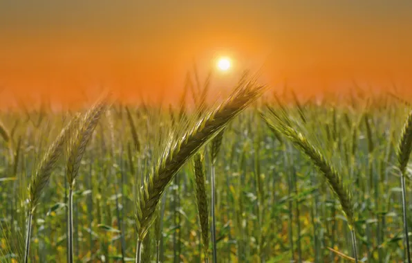 Field, the sky, the sun, light, sunset, nature, rye, ears