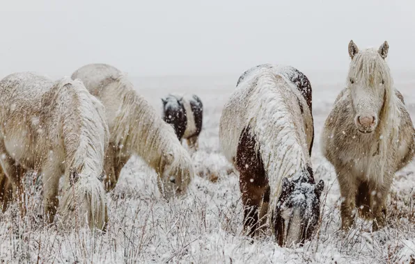 Winter, field, snow, nature, horse, horse, horses, horse