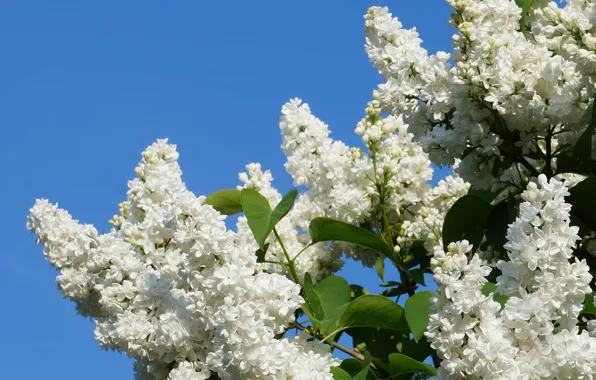 White, lilac, blooming