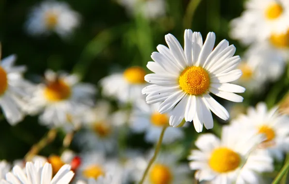 Flower, Plant, Petals, Plants, Flower, Flowers, Color, Flora