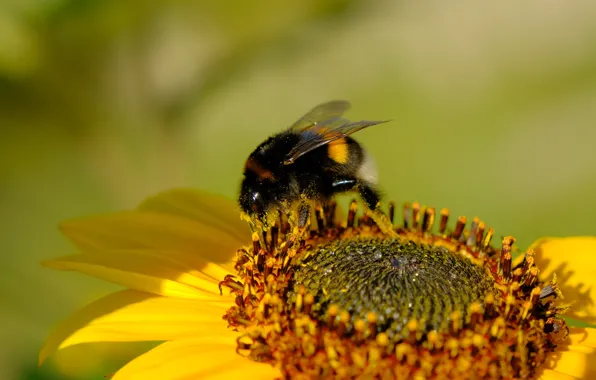 Flower, macro, pollen, sunflower, bumblebee, pollination