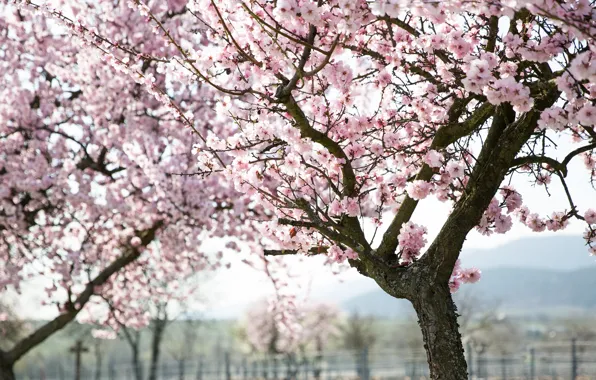 Trees, flowers, branches, nature, cherry, spring, Sakura, pink