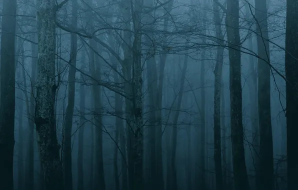 Forest, trees, night, nature, fog, twilight