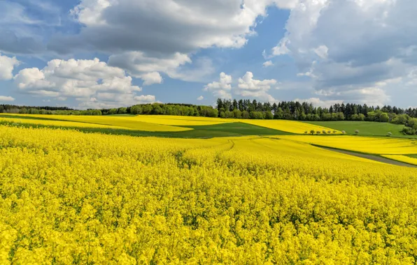 Field, flowers, spring, rape, rapeseed field