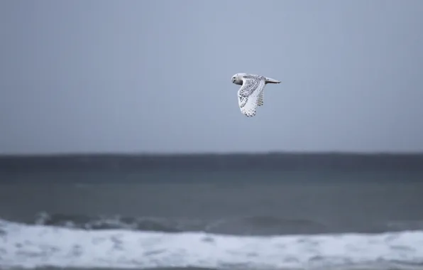 Pacific ocean, sea, owl, wildlife, snowy owl