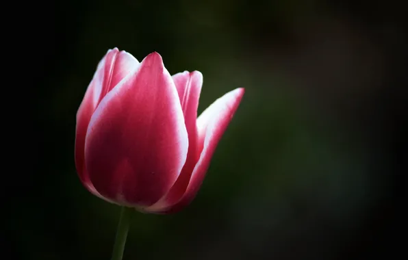 Picture macro, Tulip, petals
